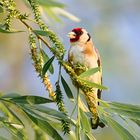 Stieglitz - Carduelis carduelis