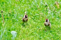 Stieglitz (Carduelis carduelis),