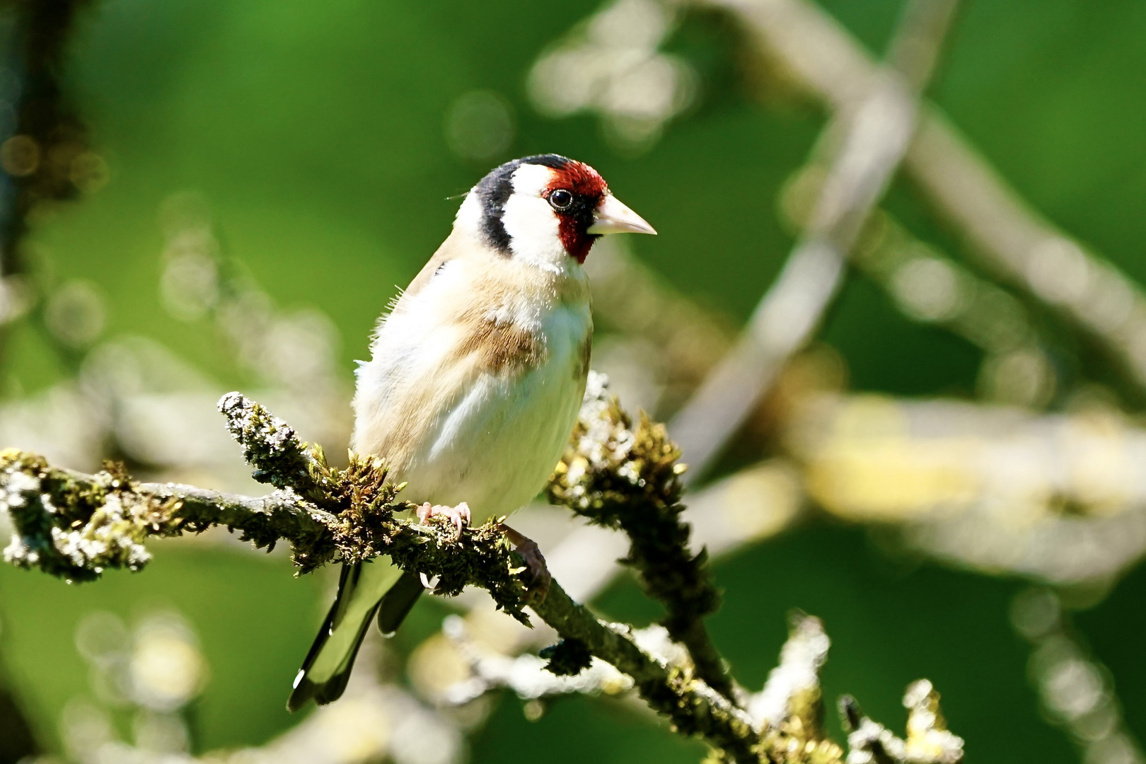 Stieglitz (Carduelis carduelis)