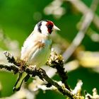 Stieglitz (Carduelis carduelis)