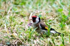 Stieglitz (Carduelis carduelis)