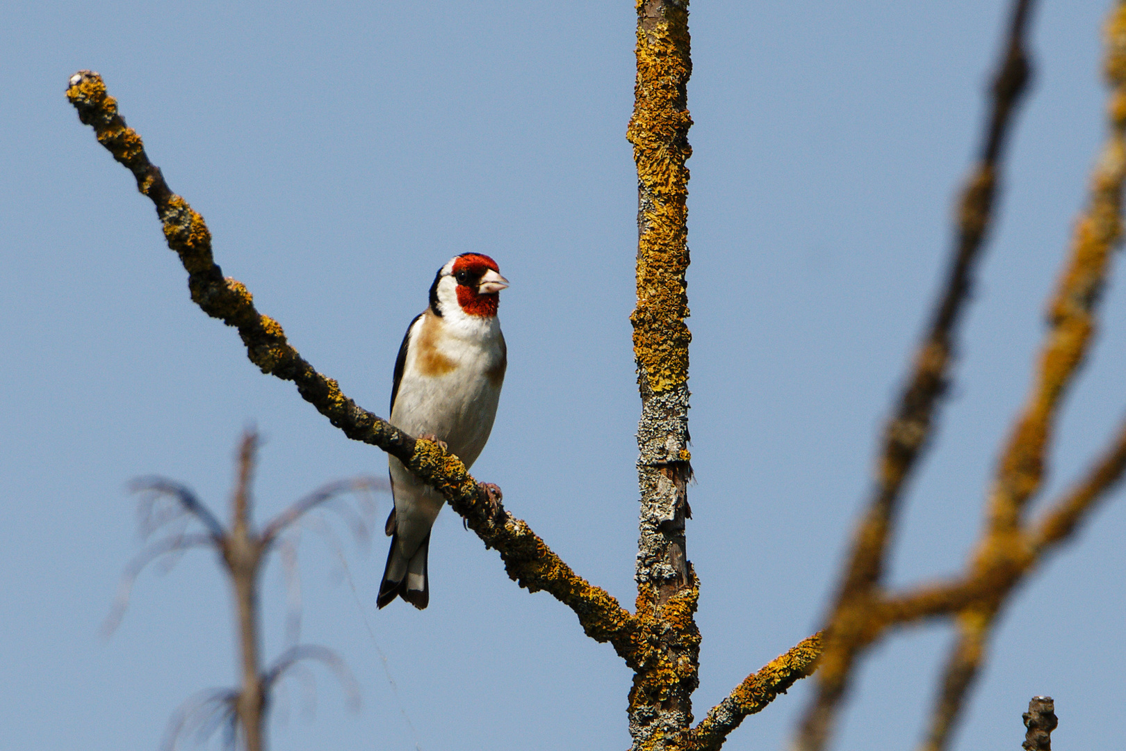 Stieglitz (Carduelis carduelis) am Morgen