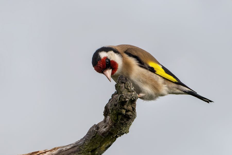 Stieglitz (Carduelis carduelis), auch Distelfink genannt.