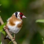 Stieglitz (Carduelis carduelis)