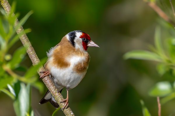 Stieglitz (Carduelis carduelis)