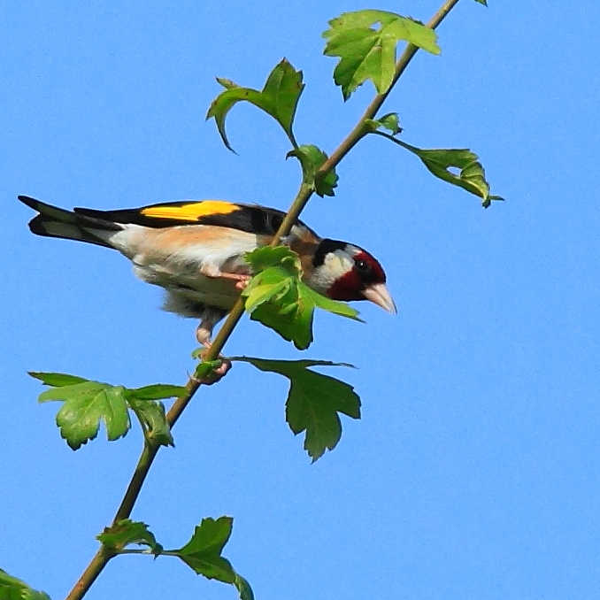 Stieglitz (Carduelis carduelis)