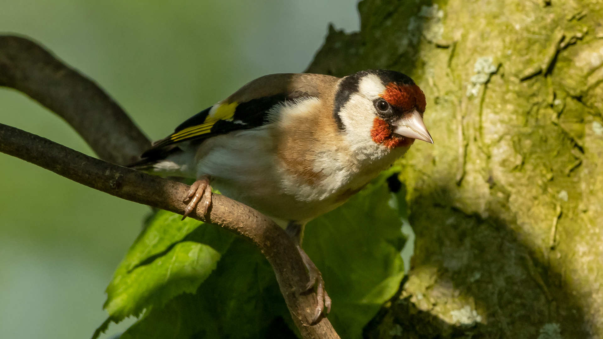 Stieglitz (Carduelis carduelis)