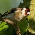 Stieglitz (Carduelis carduelis)