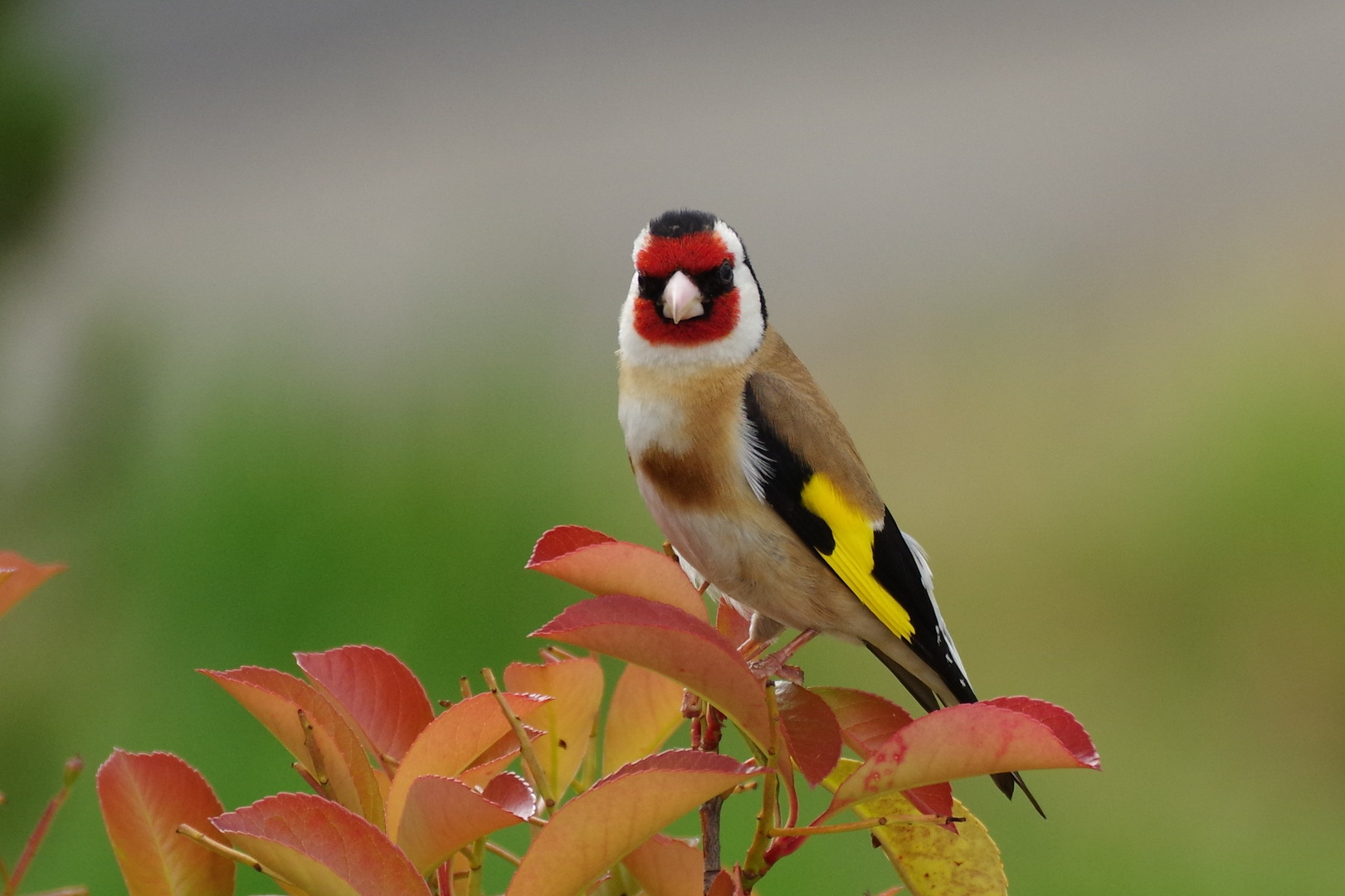 Stieglitz (Carduelis carduelis)