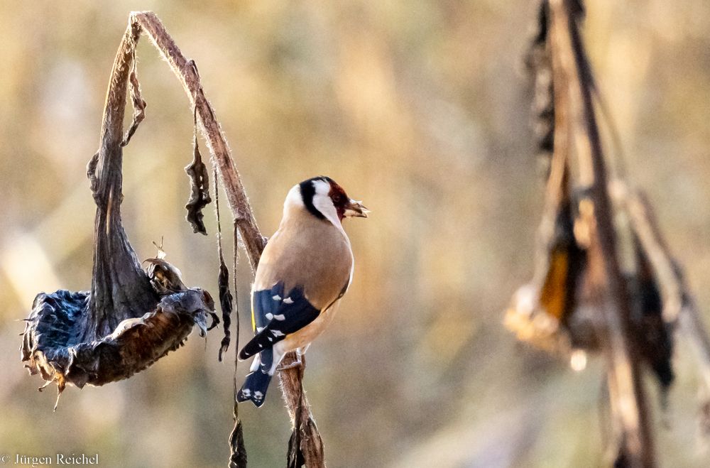 Stieglitz ( Carduelis carduelis ) Foto & Bild tiere, wildlife, wild