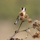 Stieglitz (Carduelis carduelis) bei der Nahrungsaufnahme