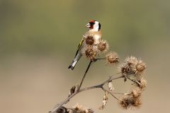 Stieglitz (Carduelis carduelis) bei der Nahrungsaufnahme