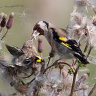 Stieglitz (Carduelis carduelis) beim füttern 2