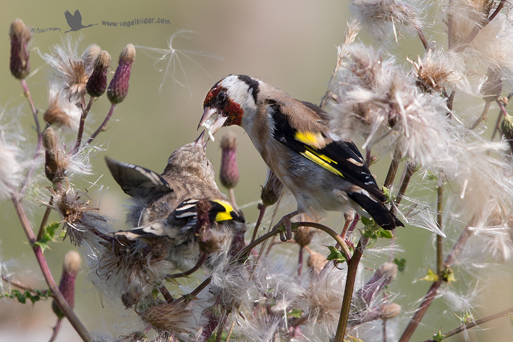 Stieglitz (Carduelis carduelis) beim füttern 2