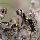 Stieglitz (Carduelis carduelis) beim füttern