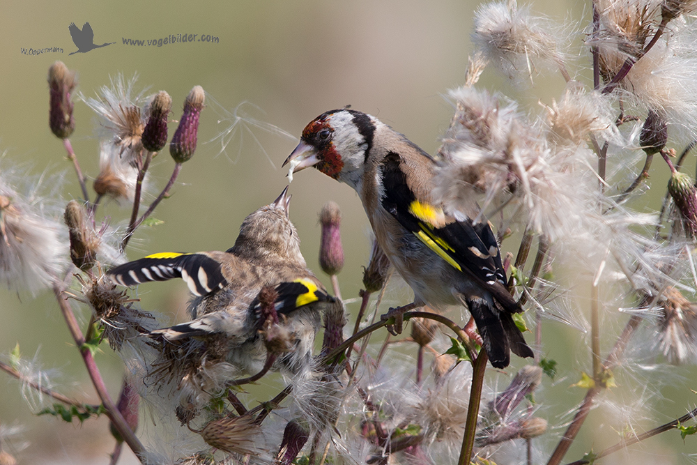 Stieglitz (Carduelis carduelis) beim füttern