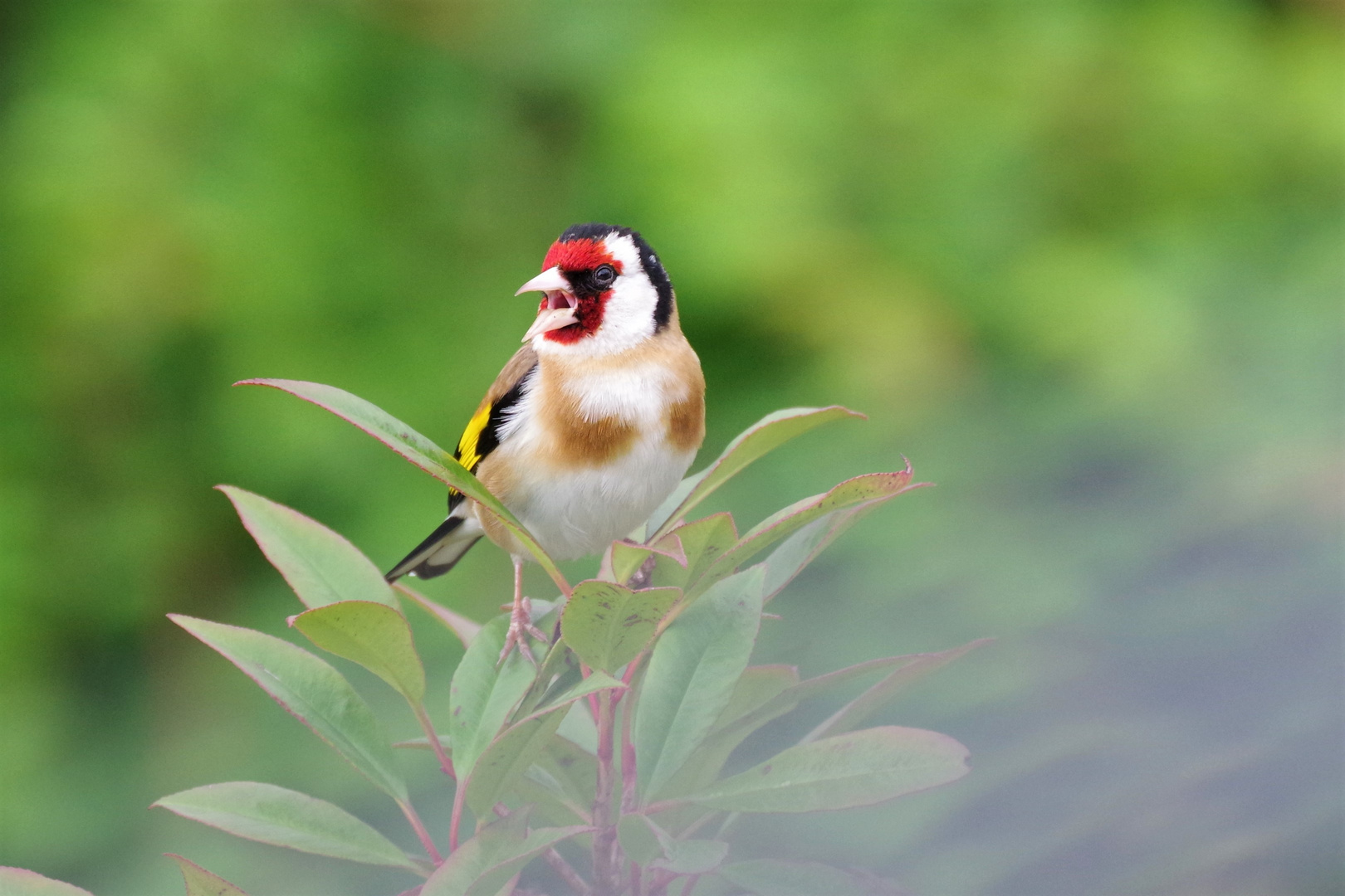 Stieglitz (Carduelis carduelis) beim Singen 