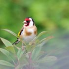 Stieglitz (Carduelis carduelis) beim Singen 