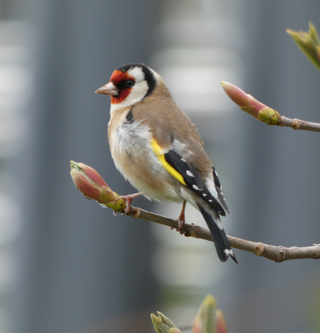 Stieglitz (Carduelis carduelis)