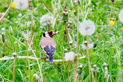 Stieglitz (Carduelis carduelis),