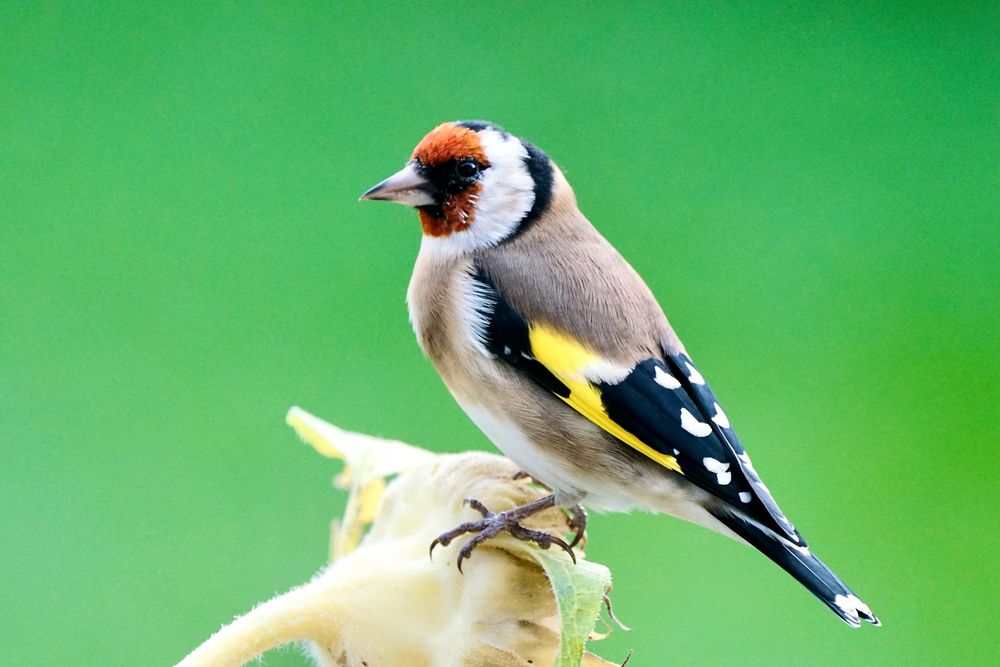 Stieglitz (Carduelis carduelis)