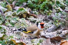 Stieglitz (Carduelis carduelis)