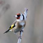 Stieglitz (Carduelis carduelis)