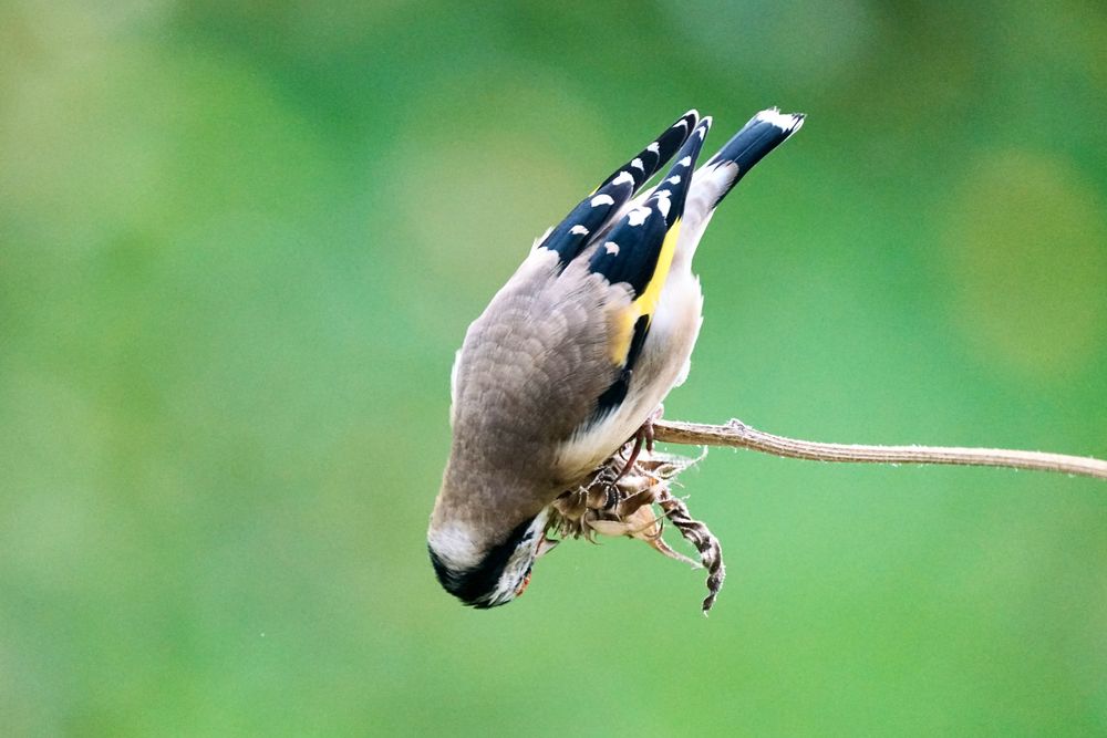 Stieglitz (Carduelis carduelis)