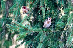 Stieglitz (Carduelis carduelis)