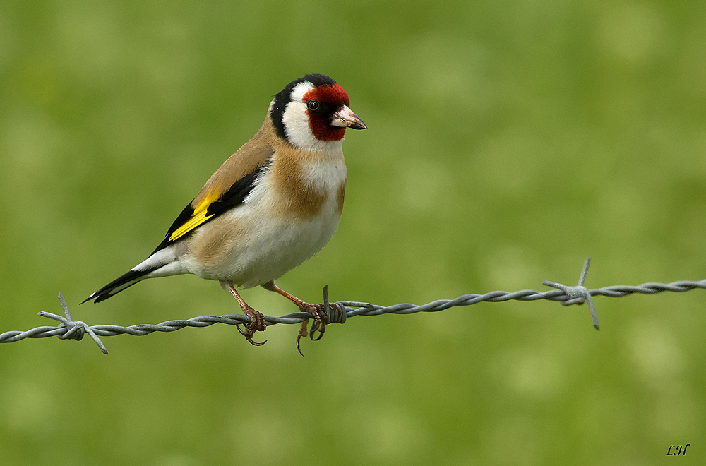 Stieglitz (Carduelis carduelis)