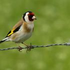 Stieglitz (Carduelis carduelis)