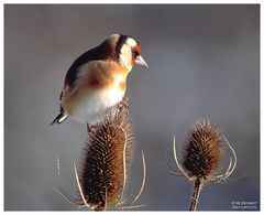 - Stieglitz - ( Carduelis carduelis )