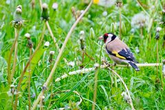 Stieglitz (Carduelis carduelis),