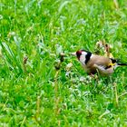 Stieglitz (Carduelis carduelis),