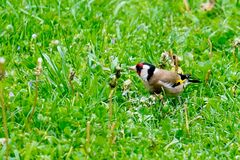 Stieglitz (Carduelis carduelis),