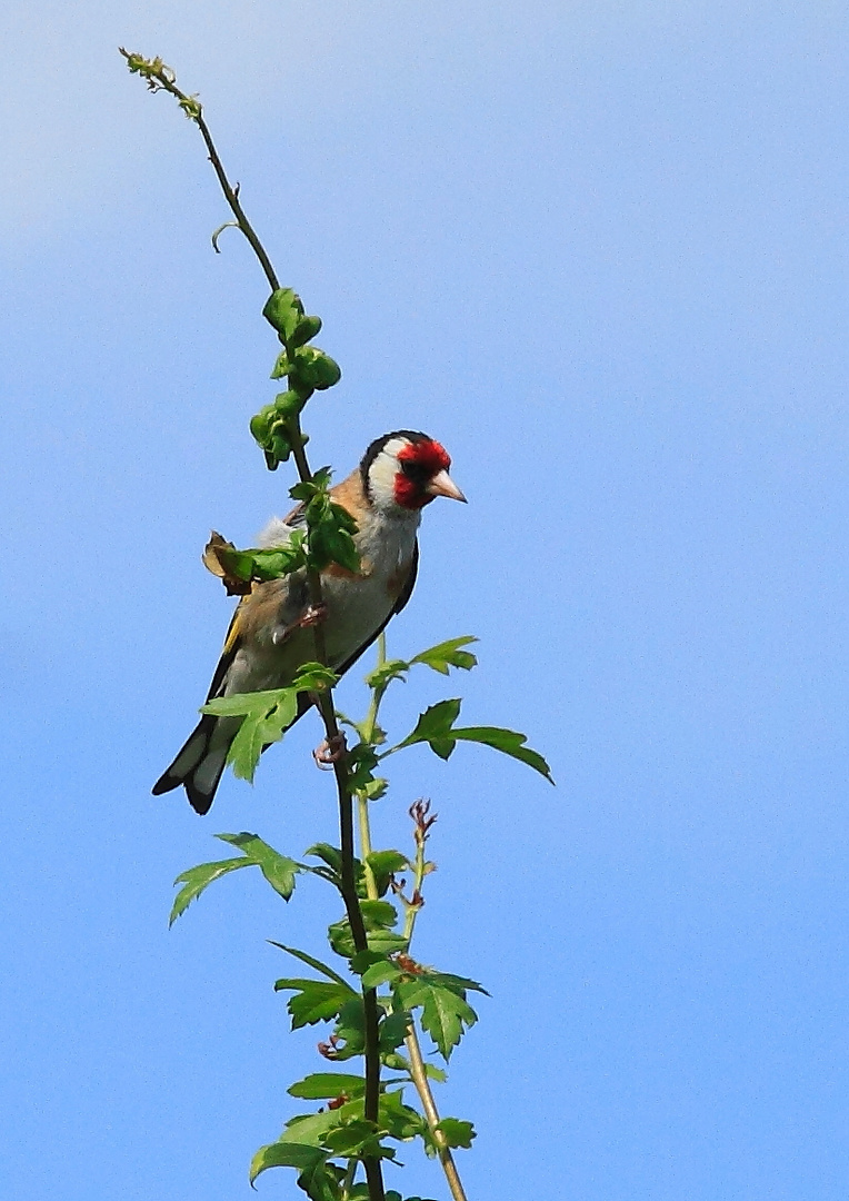 Stieglitz (Carduelis carduelis)