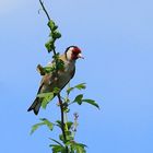 Stieglitz (Carduelis carduelis)