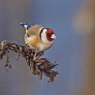 Stieglitz (Carduelis carduelis)