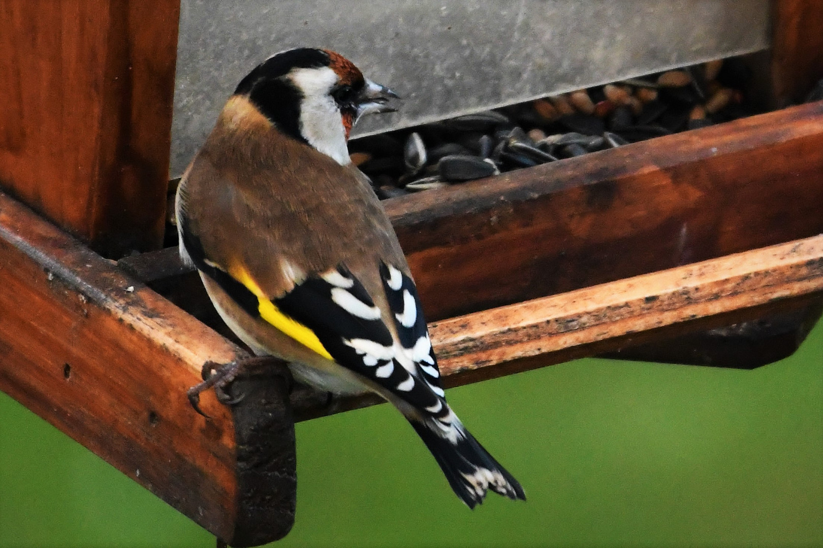 Stieglitz ( Carduelis carduelis)