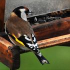 Stieglitz ( Carduelis carduelis)