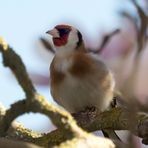 Stieglitz (Carduelis carduelis)