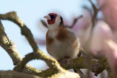 Stieglitz (Carduelis carduelis)