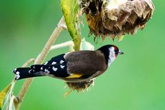 Stieglitz (Carduelis carduelis)