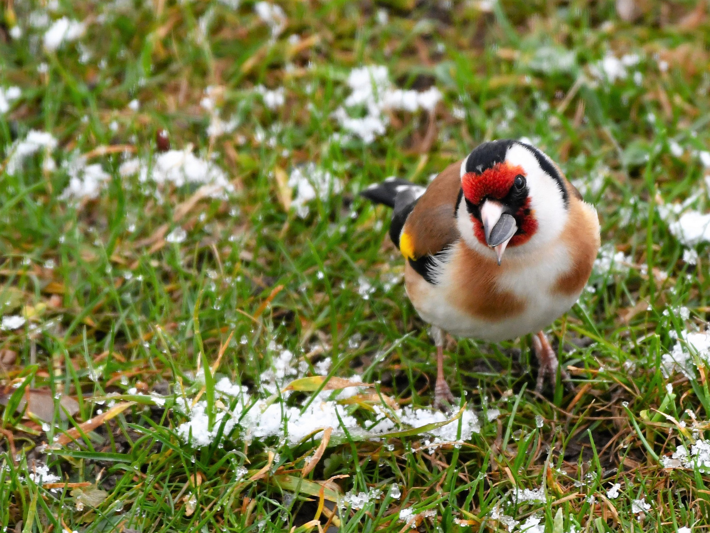 Stieglitz ( Carduelis carduelis)