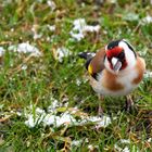 Stieglitz ( Carduelis carduelis)