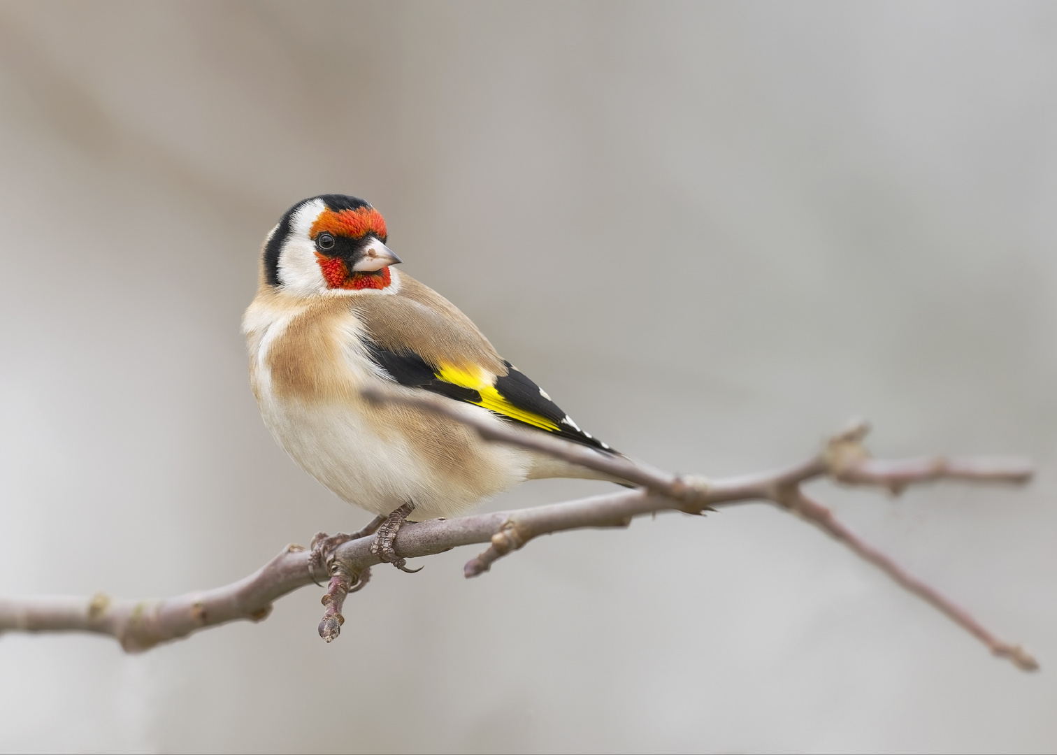 Stieglitz (Carduelis carduelis)