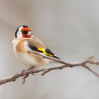 Stieglitz (Carduelis carduelis)