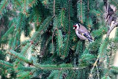 Stieglitz (Carduelis carduelis)