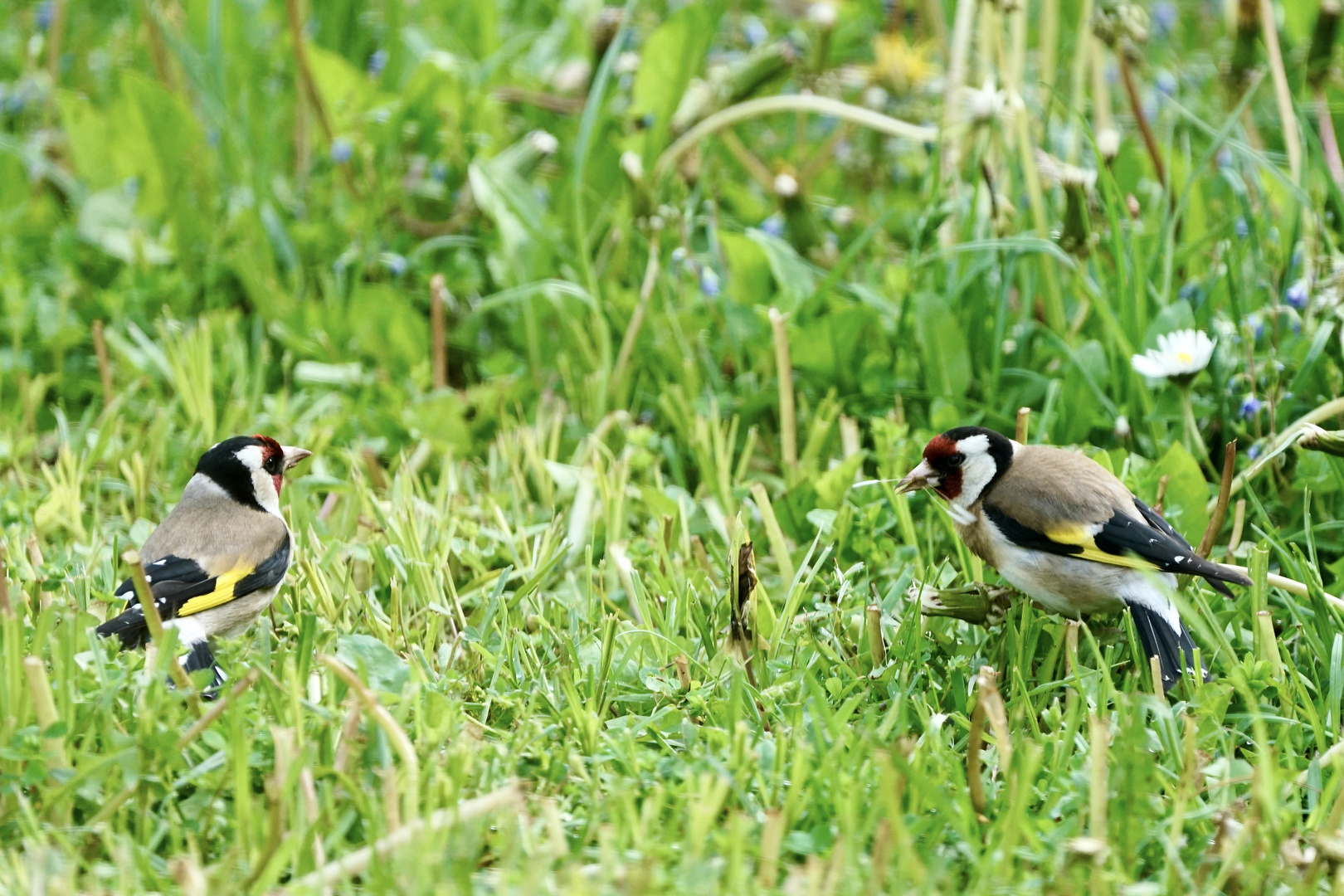 Stieglitz (Carduelis carduelis)