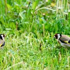 Stieglitz (Carduelis carduelis)